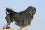PETIT CHIEN LION 212